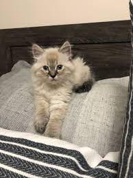 Just look at that face! Pin On Ragdoll Kitties