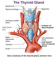 Vascular anatomy and laryngeal innervation. Hashimoto S Disease And Pilates Body Organics