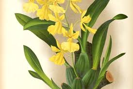 Image result for Bonatea steudneri