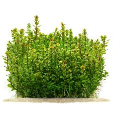 Image result for Rotala filiformis