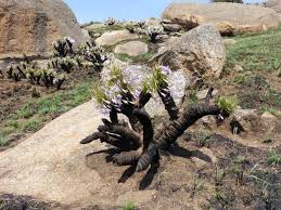 Image result for Xerophyta retinervis