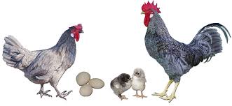 Check spelling or type a new query. Blue Plymouth Tint Male Welp Hatchery