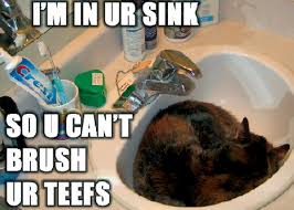 Image result for lolcats
