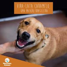 Melhores - Se existe um símbolo nacional não oficial, ele é o vira-lata  caramelo! Esse cachorro está presente em todas as esquinas, lares e até  memes. Sua pelagem dourada, olhar de pidão