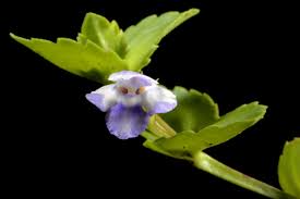 Image result for Crepidorhopalon whytei