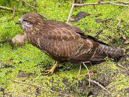 Een bekende zangeres die helemaal bezig is met gavi en aanboden wordt. Buizerd Juveniel In Opgedroogd Poeltje Noordhollands Duinreservaat Egmond
