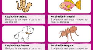 El intercambio gaseoso se origina a través de la epidermis, cuando esta se encuentra húmeda y con cierta temperatura, esto permite que las células. La Respiracion En Los Animales Escolar Abc Color