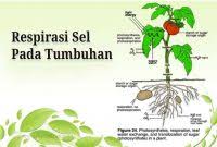 Maybe you would like to learn more about one of these? Jelaskan Tentang Respirasi Pada Tumbuhan