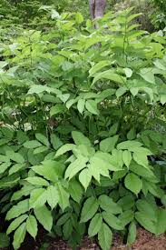 Image result for Nesaea cordata