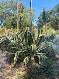 Image result for Agave americana