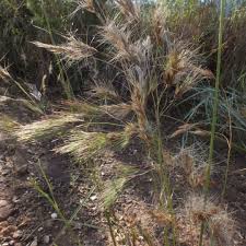 Image result for Aristida adscensionis