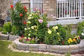 Blooms almost continuously from first flush to the first hard freeze. What Roses Should I Plant Garden Weasel