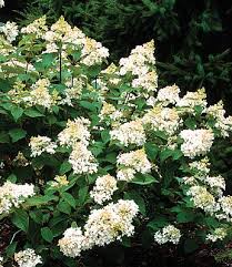 Maybe you would like to learn more about one of these? Hydrangea Paniculata Little Lamb Pp 15 395 Bon Vivant Nursery