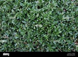 Image result for Glinus