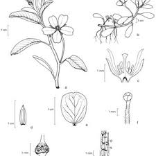 Image result for Ludwigia stenorraphe