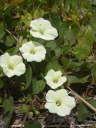 Image result for Ipomoea obscura