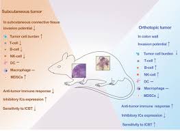 Syngeneic mouse tumor models are defined as mice i. Tumor Location Impacts Immune Response In Mouse Models Of Colon Cancer Oncotarget
