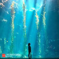 讓悠遊的魚兒 水面的波光喚醒早晨 夜宿海生館 行程 館內必拍3 景推薦 跟著打卡編一起體驗屬於水底的浪漫吧