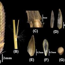 Image result for Eragrostis schweinfurthii