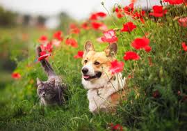 4,595 Dog Cat Summer Stock Photos, Pictures & Royalty-Free Images - iStock