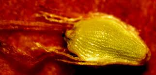 Image result for Eleocharis mutata