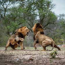 At The Age Of 3 A Male Lion Will Be Chased Out Of Their Pride And Live A Nomadic Lifestyle Or Live In A Coalition With Ot African Animals Animals Animals Wild