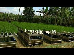 Cara Pembuatan Instalasi Hidroganik Dengan Kolam Ikan By Bengkelmimpi16 Kolam Ikan Kolam Hidroponik