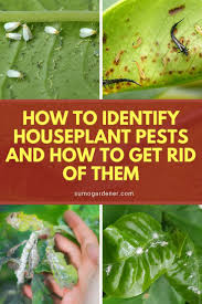 Are Your Houseplants Attracting Unwelcome House Guests Plant Pests Identifying House Plants How To Get Rid