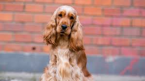 Image result for anglický kokršpaněl