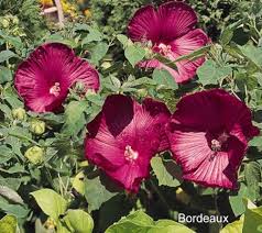 This novel honesty wrecked my life because it was so emotional. Cottage Farms 3 Piece Dwarf Perennial Hibiscus Collection Qvc Com