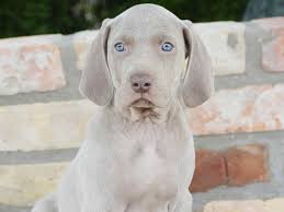 Weimaraners for adoption, medium dog breeds, puppies for sale near me, puppy stores, dog breed selector, puppies for. Gru Weimaraner Puppy For Sale Euro Puppy