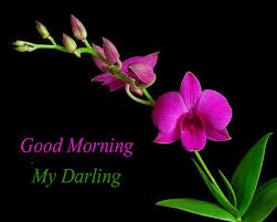 Check spelling or type a new query. Good Morning My Darling Flowers Images Good Morning Images Quotes Wishes Messages Greetings Ecards