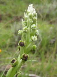 Image result for Corycium