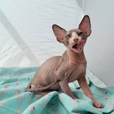 The cheapest offer starts at £25. The Sphynxs Meow A Bare Meow Sphynx Kittens For Sale New Mexico Sphynx Colorado Sphynx Arizona Sphynx Texas We Ship