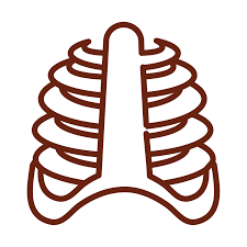There are also a number of interesting facts for each organ. Human Body Rib Cage Bones Anatomy Organ Health Line Icon Style 2604777 Vector Art At Vecteezy