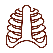 Of the 206 bones, 80 are in the axial. Human Body Rib Cage Bones Anatomy Organ Health Line Icon Style 2604777 Vector Art At Vecteezy