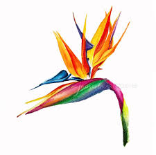 Watercolor Bird Of Paradise Painting Bird Of Paradise Watercolor Painting Paradise Painting Birds Of Paradise Botanical Artwork