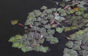 Image result for Trapa