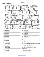 Maybe you would like to learn more about one of these? Onioncellmitosisanswerkey Pdf Onion Cell Mitosis U200banswer Key Student Worksheet Available At U200b Course Hero