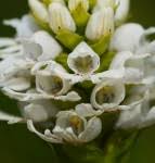 Image result for Satyrium coriophoroides