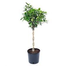 Image result for Ficus chirindensis