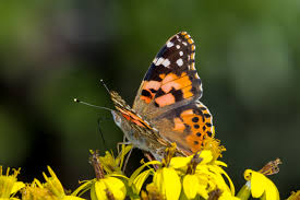 Image result for Berkheya bipinnatifida