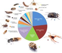 May 10, 2018 · drain flies are small—measuring an eighth of an inch, which is about the size of a fruit fly or a gnat (it's easy to confuse them, as a matter of fact). How Many Bugs Live In An Average House
