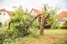 Bitte geben sie einen ort an. Gewitter Im Rems Murr Kreis In Schorndorf Knickt Der Wind Baume Um Stuttgarter Nachrichten
