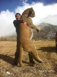 These photos of a massive mountain lion have circulated the web for months over email, forums, and social media. To Catch A Cougar A Bowhunter S Search For A Colorado Mountain Lion Colorado Outdoors Online