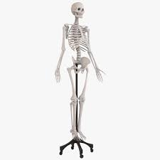 Related posts of human bone anatomy 3d abdominal vessels anatomy. Human Skeleton Medical 3d Model Turbosquid 1419268