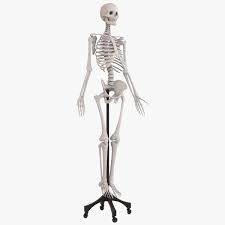 View, isolate, and learn human anatomy. Human Skeleton Medical 3d Model Turbosquid 1419268