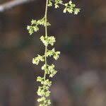 Image result for Searsia longipes