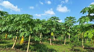 South Sudan smallholder farmers embrace nature's solution to papaya  mealybug menace