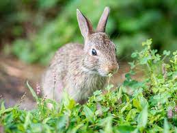 You will need to reapply it after rain. Garden Rabbit Control And Deterrent Tips
